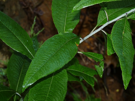 {Vernonia flaccidifolia}